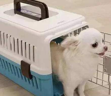 关于宠物运输的几点小建议