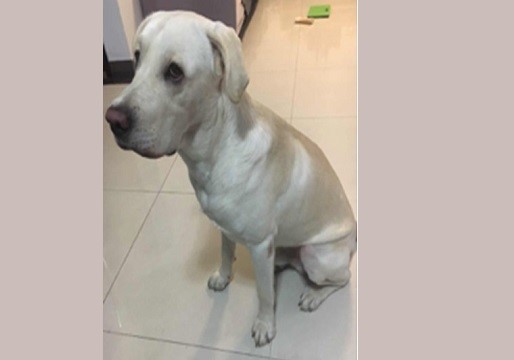 宠物入境有什么证书需要办理？