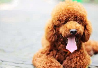 各航空公司对宠物入境有哪些规定？