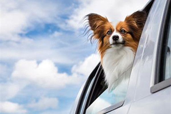 宠物快递服务为什么如此受欢迎？