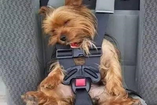 宠物快递公司可以提供哪些便利服务？