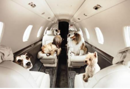 狗狗出国之前要去几次宠物医院？