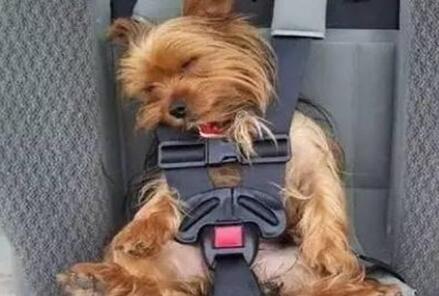 国际宠物托运公司怎样减少托运宠物的风险和意外