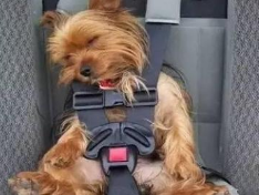 狗狗出国途中需要准备哪些物品？