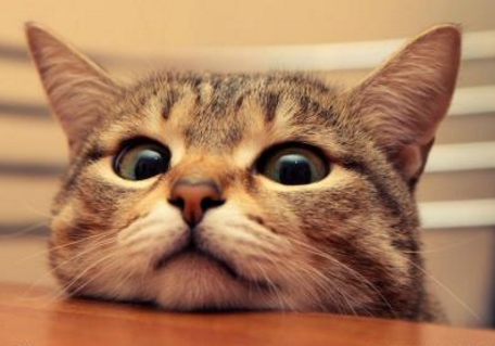 快递猫时如何避免宠物猫受惊？