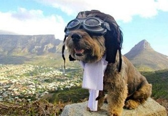 带狗狗去美国成功入境的要点是什么