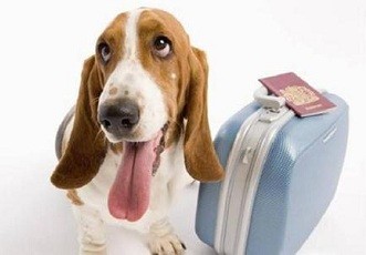 为什么带狗狗去美国托运机构很靠谱