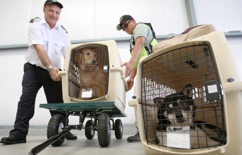 宠物进出口托运所需要的文件有哪些？