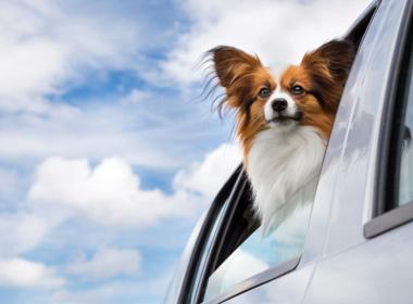 如何确保托运宠物的安全性落实