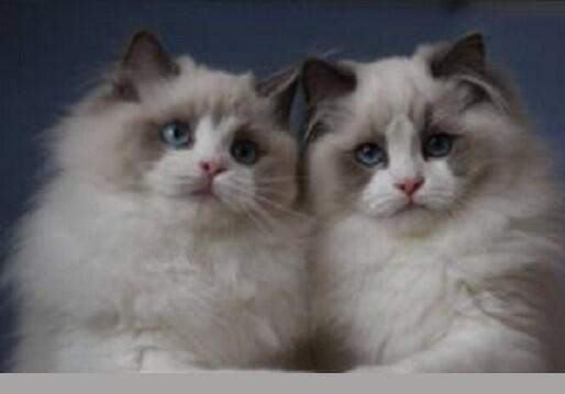 国际宠物托运公司有哪些服务优势