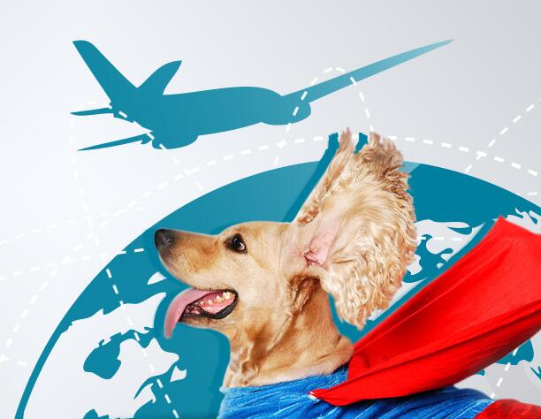 广州宠物托运解读：航空托运宠物的三大好处