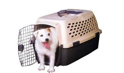 如何选择可靠的宠物托运公司