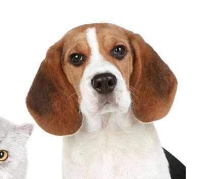 广州宠物托运公司解析如何保证宠物托运安全