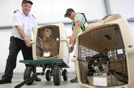 国际宠物托运公司托运宠物有哪些注意事项