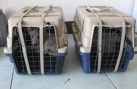 关于狗狗托运的几个实用建议