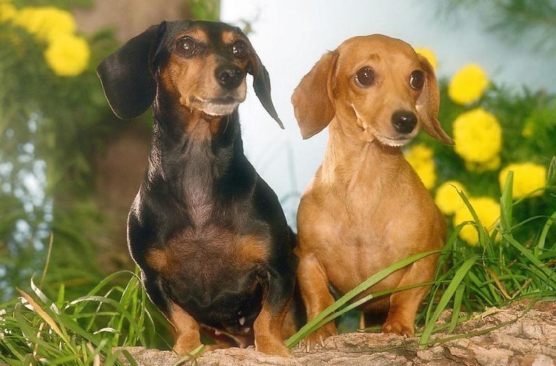 宠物回国有哪些流程