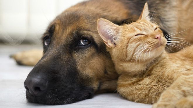 对于宠物回国有哪些规定