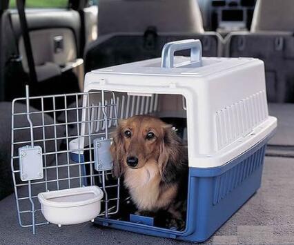 如何选择好的国内宠物托运公司