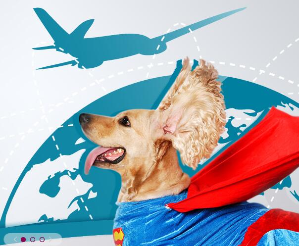 宠物进出口运输中飞机托运需要注意哪些事项？