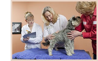 申请狗狗托运的步骤是什么