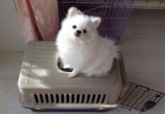 如何选择狗狗托运公司