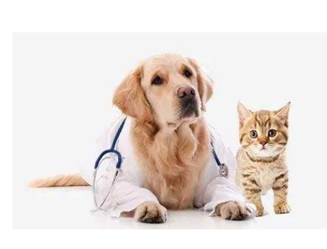 广州宠物托运公司解析大型宠物托运的要点