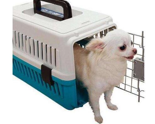 宠物托运公司告诉您：哪些宠物不宜进行托运