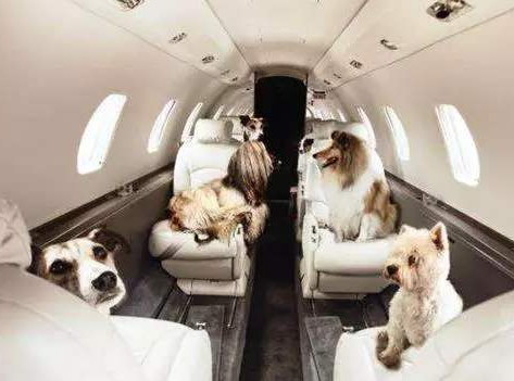 宠物运输前的注意事项有哪些