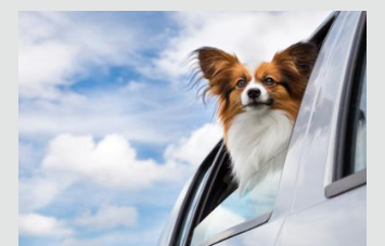 狗狗出国途中需要注意的事项有哪些