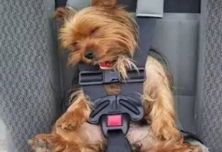 挑选狗狗出国机构应该注意哪些事项