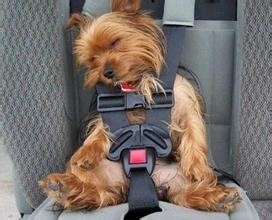 宠物出国服务商的优势体现在哪些方面