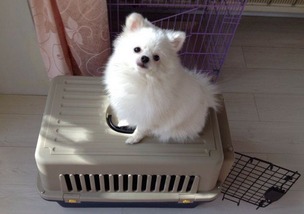 深圳宠物托运中宠物箱选择以及安装如何进行？