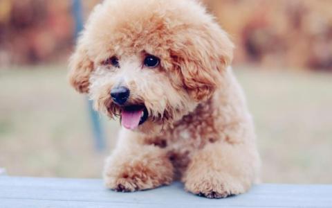 国内宠物托运应该注意哪些问题？