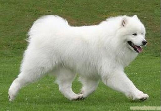 选择国际宠物托运公司要考虑什么