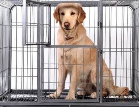 狗狗托运时要注意什么