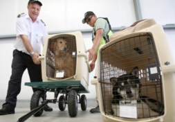 宠物快递时要提前准备什么？