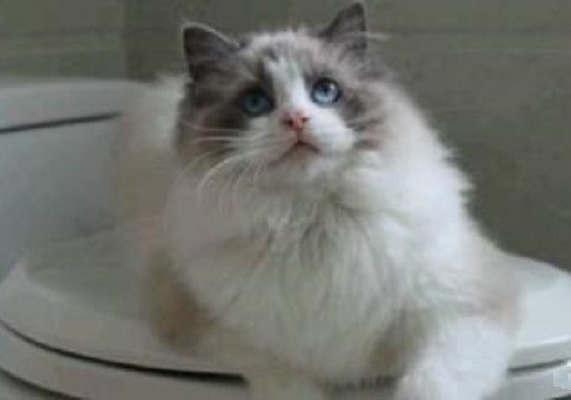 猫猫托运需要注意哪些问题？