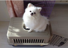 国内宠物托运价格的特点有哪些