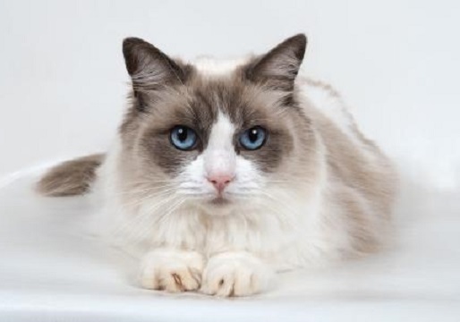 什么样的猫猫托运公司靠谱？