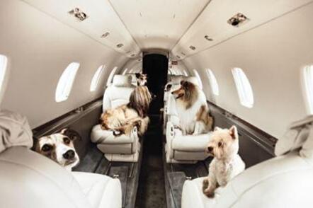 国际宠物托运公司用什么方法来避免宠物不安