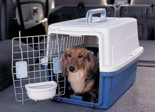 选择狗狗托运公司需要注意哪些问题