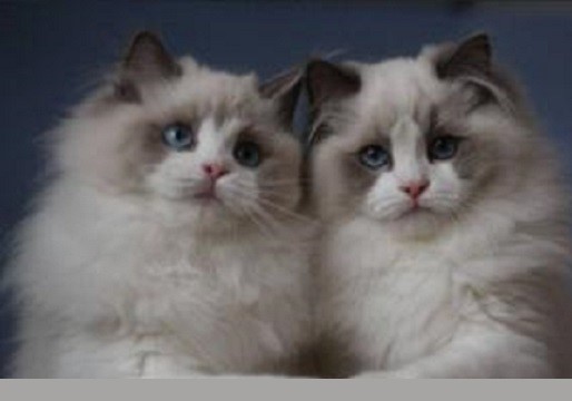 猫猫托运公司介绍：什么情况下的猫咪不宜托运