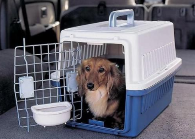 如何选择深圳宠物托运公司