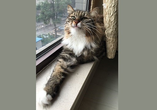 常见的猫猫托运方式有哪些？