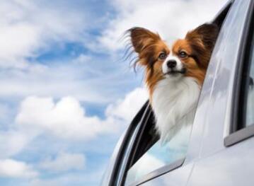 深圳宠物快递的特点有哪些