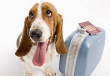 什么样的深圳宠物快递公司能得到消费者的信赖