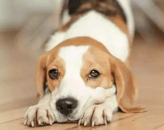 选择托运宠物公司时需要明确哪些内容？