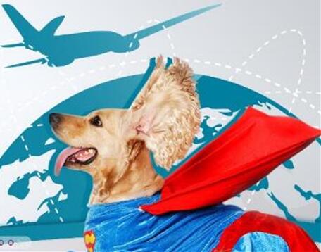 深圳宠物快递未来的发展趋势如何